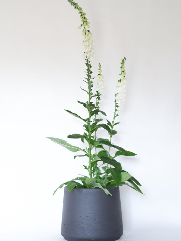 White foxglove in a medium patt pot.